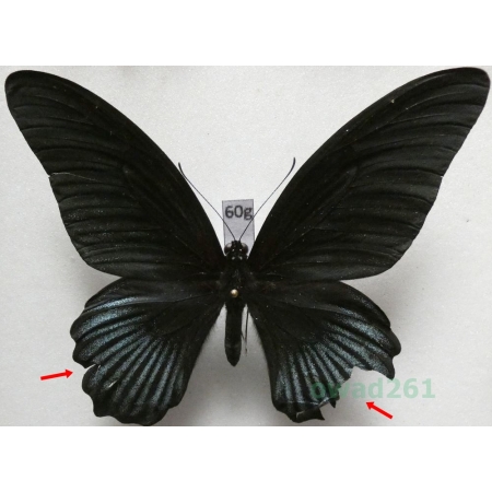 Papilio memnon Linnaeus, 1758 male Philippines 93mm60g